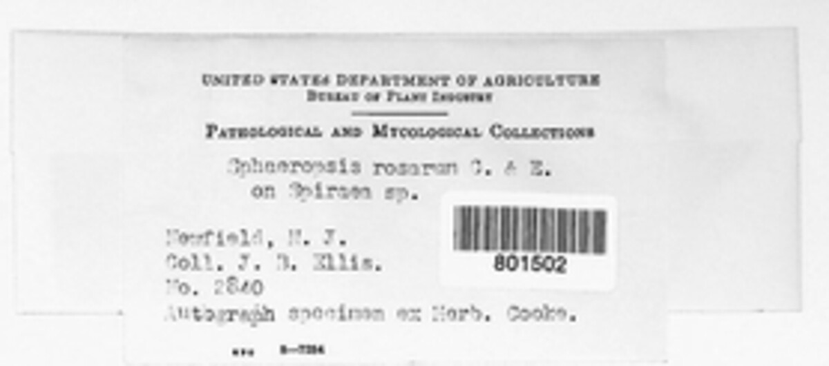 Aplosporella rosarum image